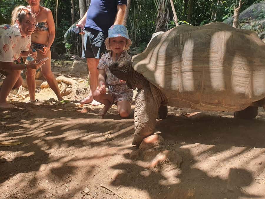 Glassbottom boat & Crystalkayak SteAnneMarinePark Snorkeling - Giant tortoises on the island