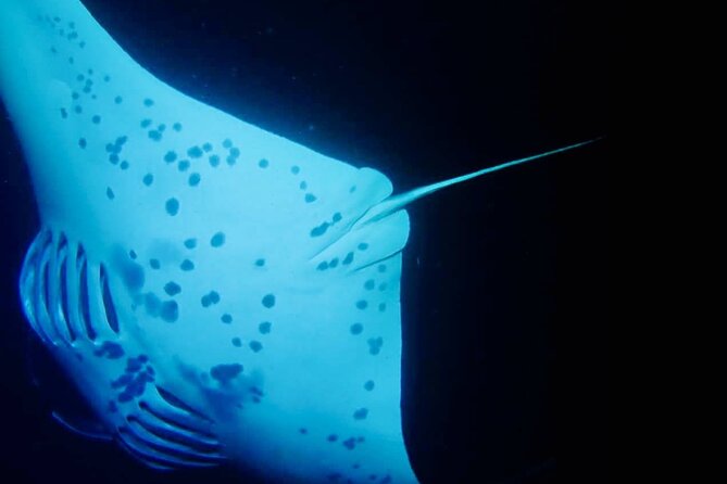 Glow of the Deep: Night Snorkeling with Manta Rays - What happens at the manta site