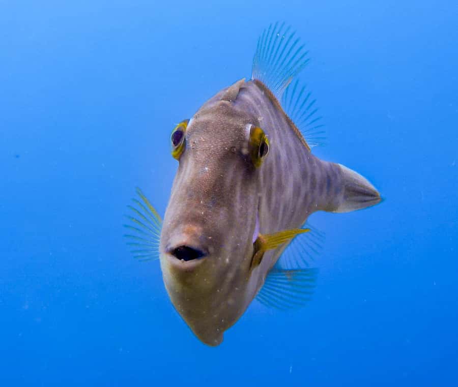 Goat Island Guided Snorkeling Tour for Beginners - Key points to know before booking