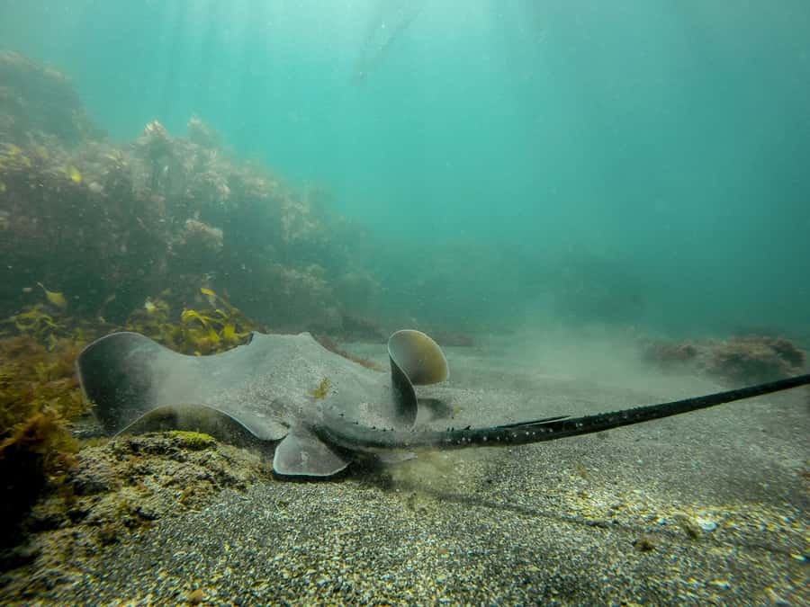 Goat Island Guided Snorkeling Tour for Beginners - Seeing the marine life around Goat Island