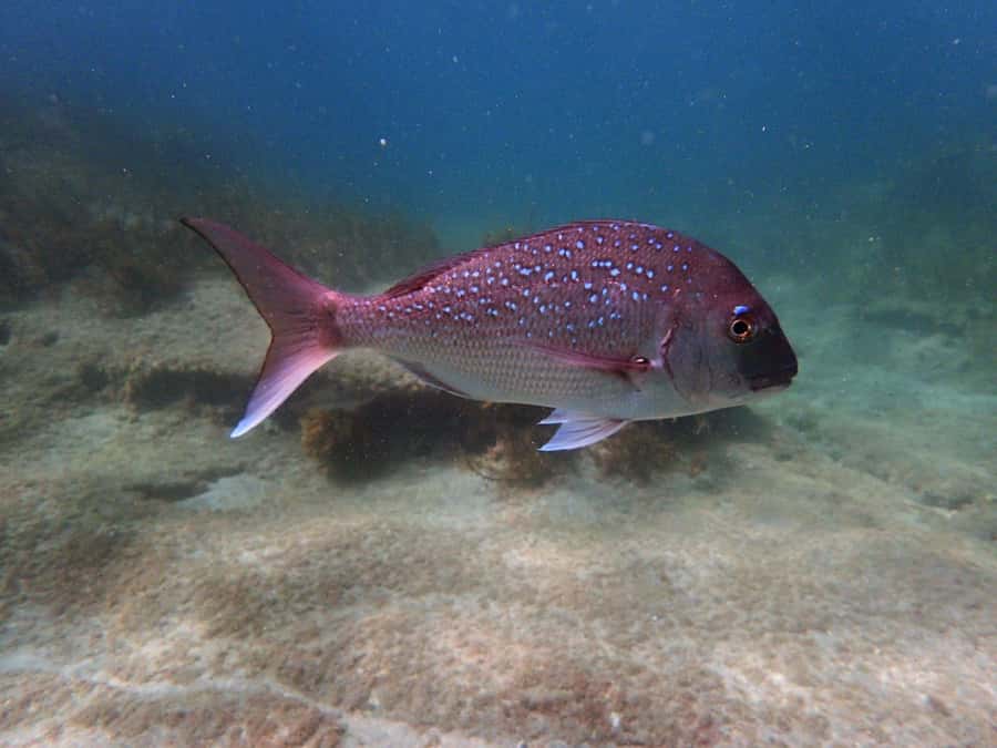 Goat Island Guided Snorkeling Tour for Beginners - What the guides add to the experience