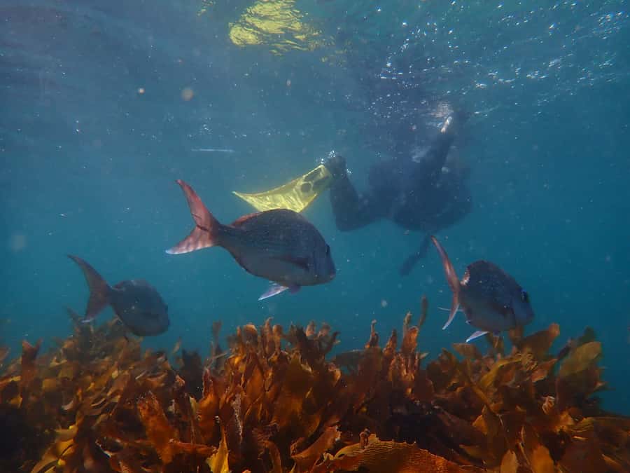 Goat Island Guided Snorkeling Tour for Beginners - The value of 150 minutes and all-day equipment