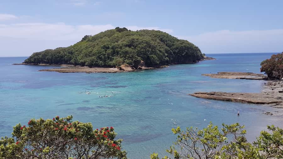Goat Island Guided Snorkeling Tour for Beginners - Who should book this Goat Island tour?