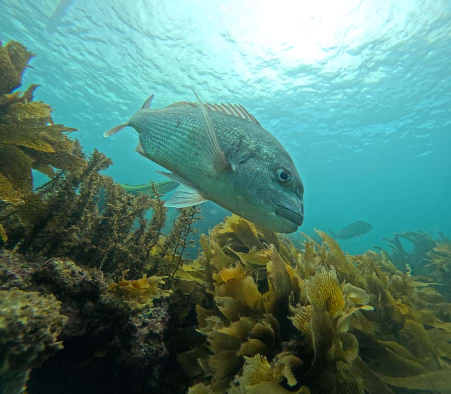 Goat Island Guided Snorkeling Tour for Beginners - Should you book it?
