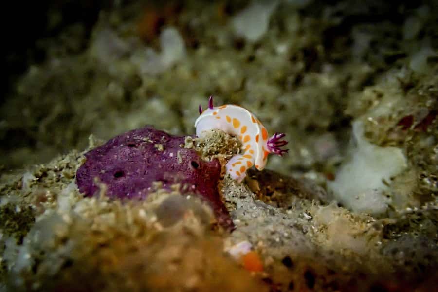 Goat Island Guided Snorkelling Tour For Advanced - Practical details that can make the day easier