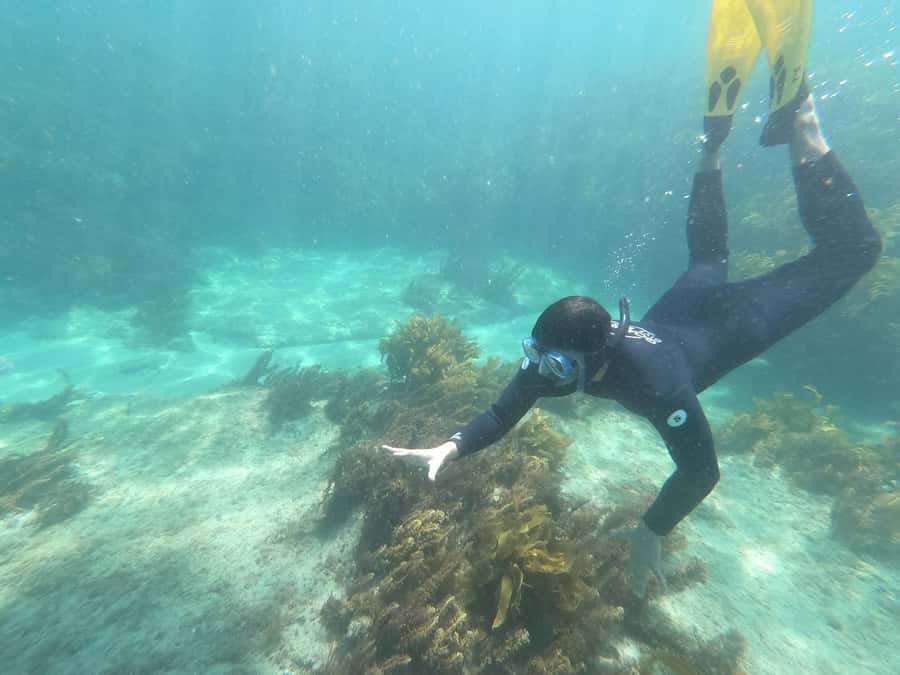 Goat Island Guided Snorkelling Tour For Advanced - The 3 km journey to Goat Island Marine Reserve