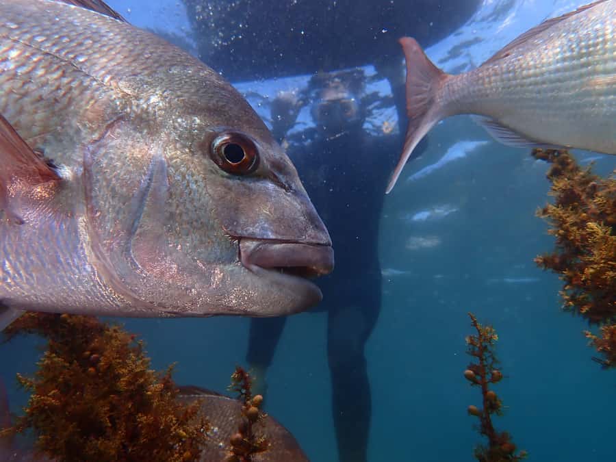 Goat Island Guided Snorkelling Tour For Advanced - Starting safely in shallow water