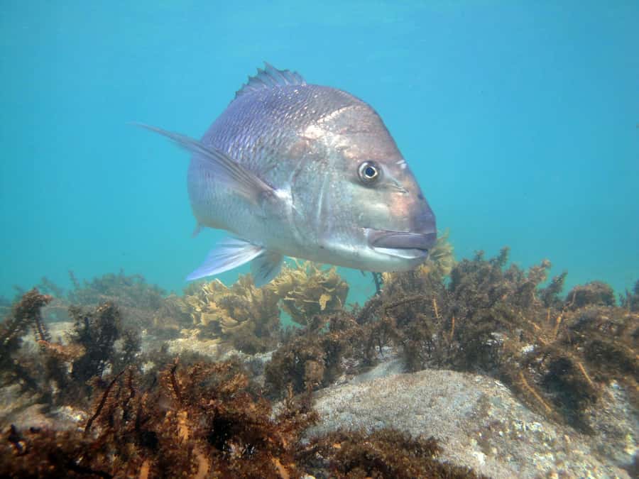 Goat Island Guided Snorkelling Tour For Advanced - Exploring the reserve with a certified guide