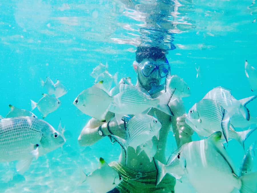 Gold Coast: Kayaking & Snorkelling Tour with Fish Feeding - Who will get the most from this three-hour tour