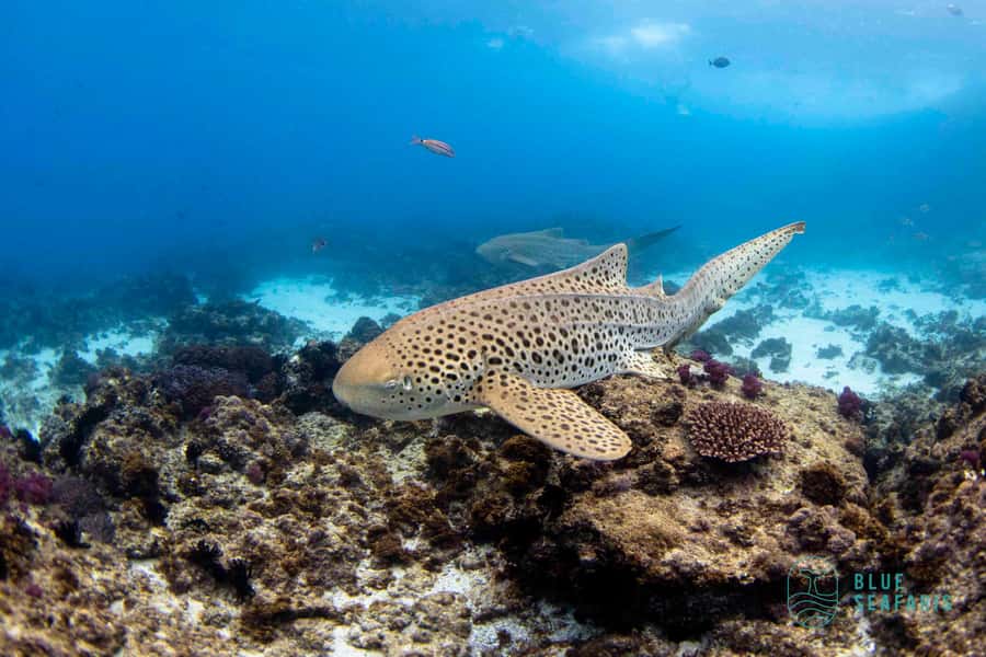 Gold Coast: Snorkel with Turtles - Key things to know before you book