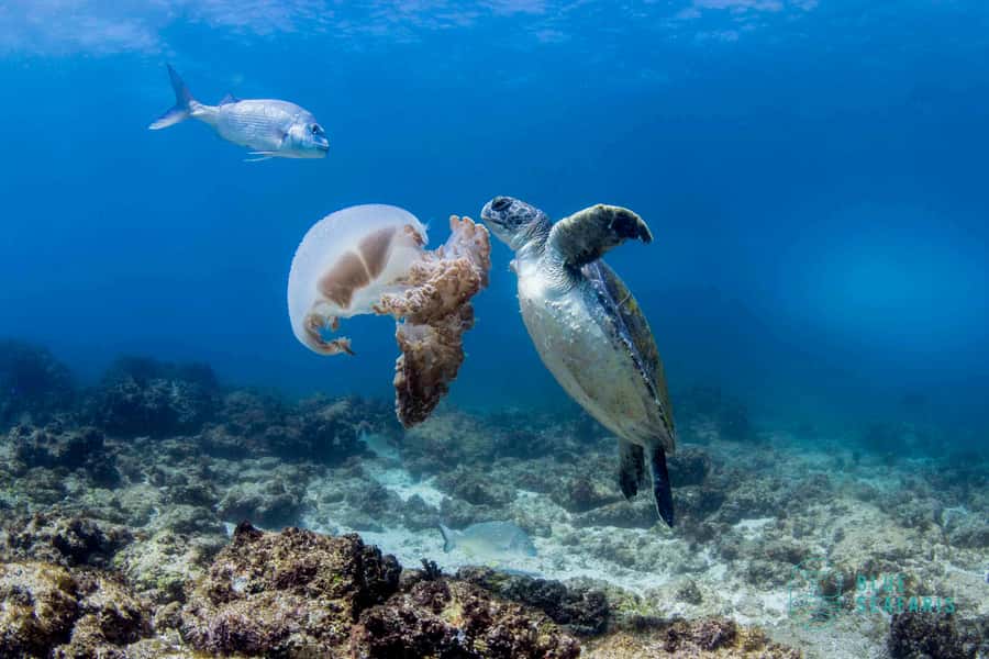 Gold Coast: Snorkel with Turtles - Reaching Cook Island from Fingal Head