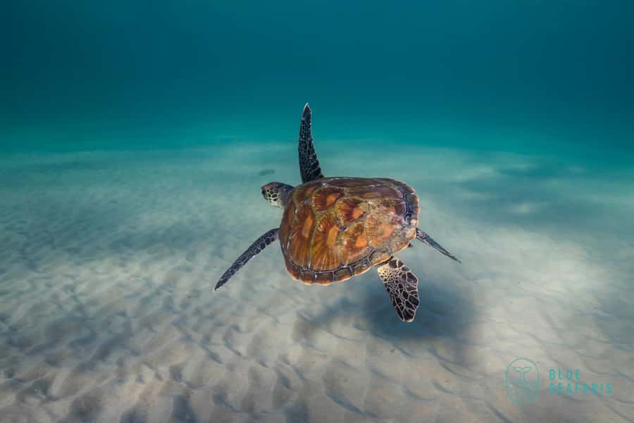 Gold Coast: Snorkel with Turtles - What the water conditions mean for your day