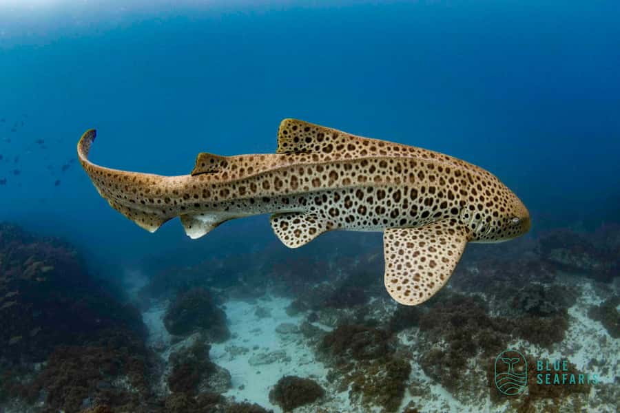 Gold Coast: Snorkel with Turtles - Equipment, instruction, and water confidence