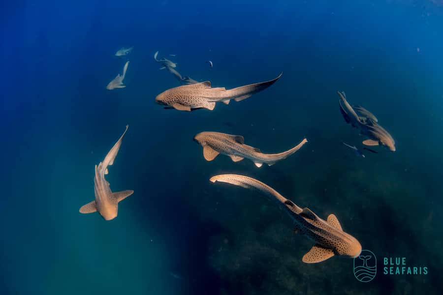 Gold Coast: Snorkel with Turtles - Should you book the Cook Island turtle tour?