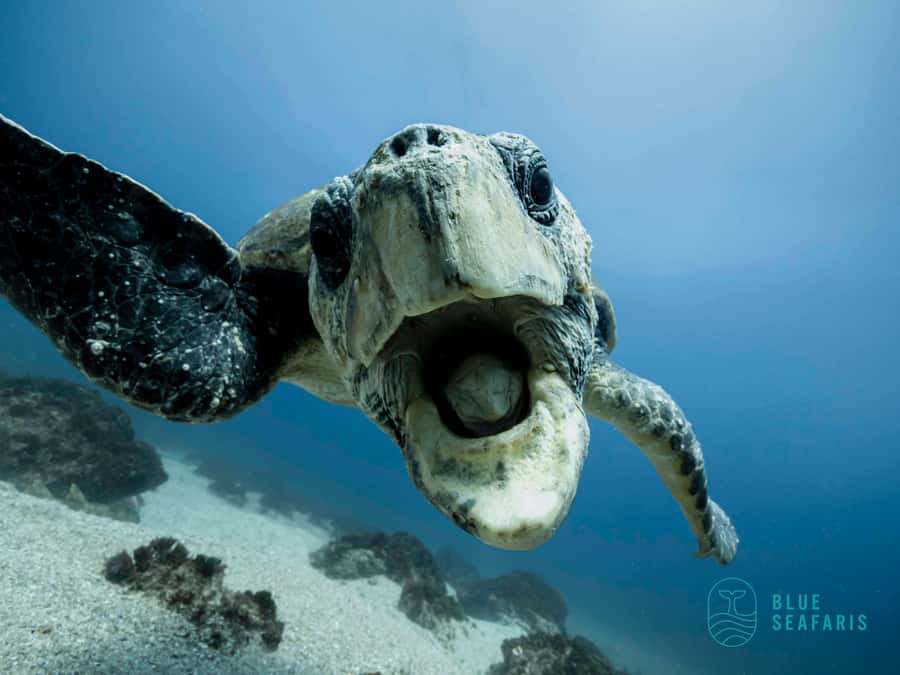 Gold Coast: Snorkel with Turtles - Snorkeling beside turtles and reef fish
