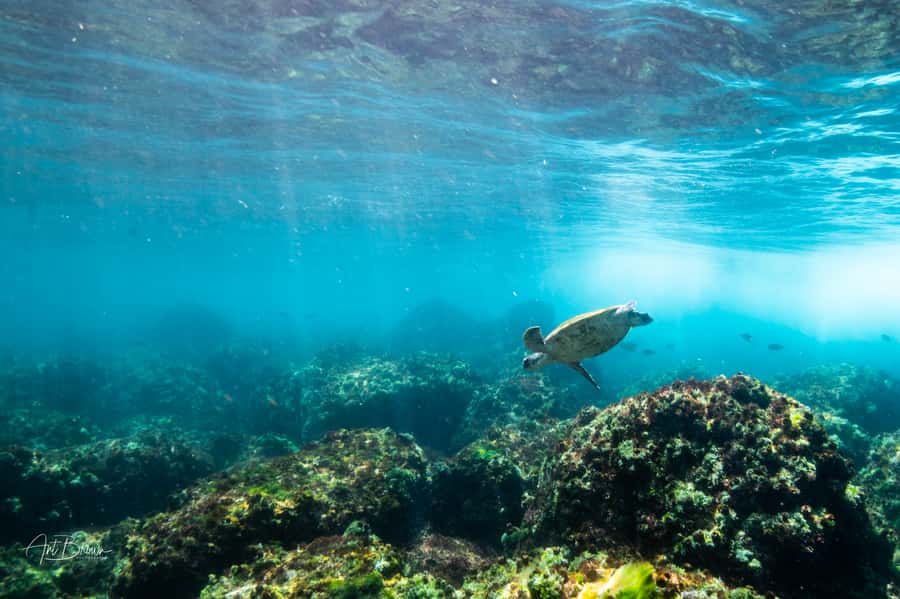 Gold Coast: Snorkeling with Turtles Half-Day Tour - Why Cook Island is worth the boat ride