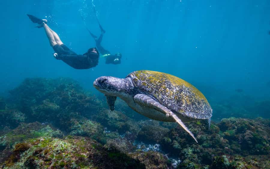 Gold Coast: Snorkeling with Turtles Half-Day Tour - Meeting the crew at Chinderah Bay