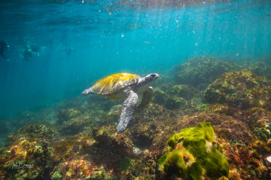 Gold Coast: Snorkeling with Turtles Half-Day Tour - Entering the reserve near Fingal Head