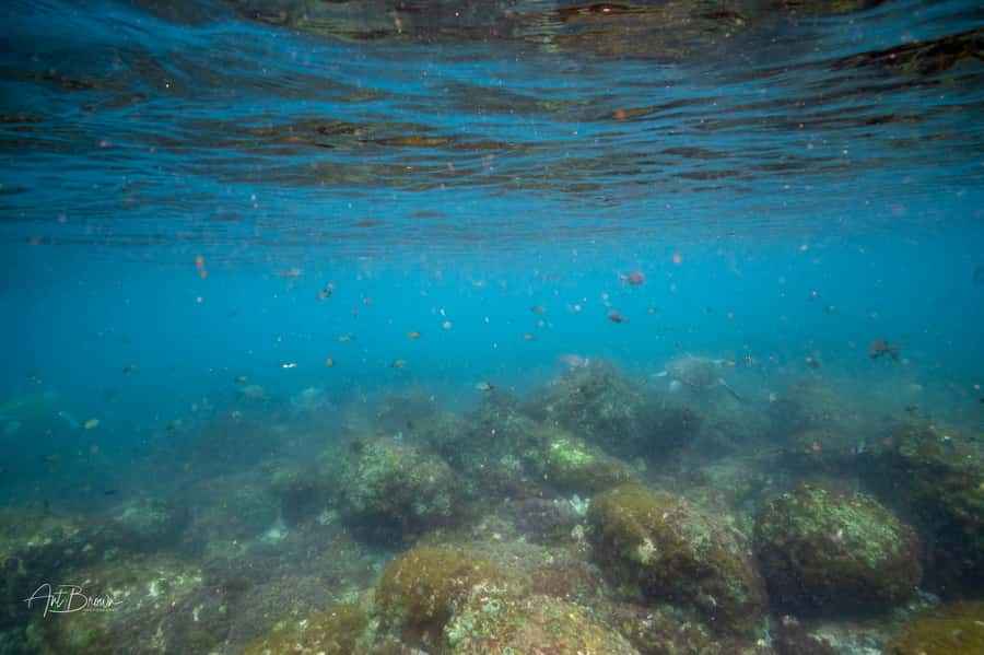 Gold Coast: Snorkeling with Turtles Half-Day Tour - What you may see beneath the surface