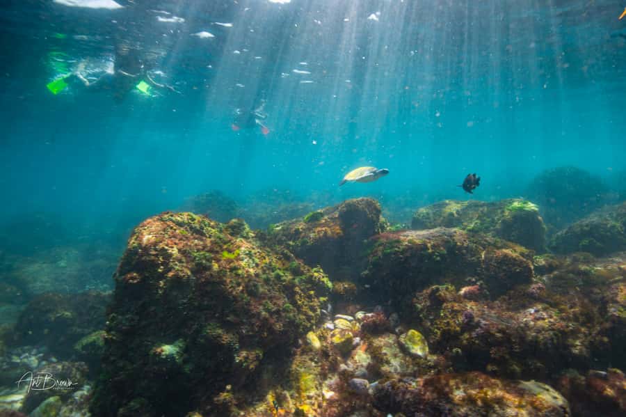 Gold Coast: Snorkeling with Turtles Half-Day Tour - Why the 12-passenger limit matters