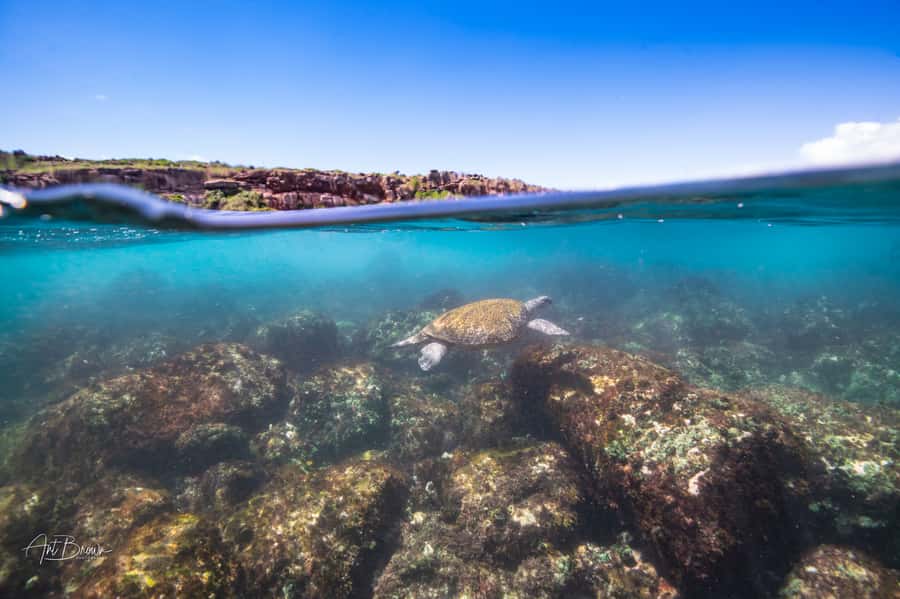 Gold Coast: Snorkeling with Turtles Half-Day Tour - Equipment, safety, and comfort