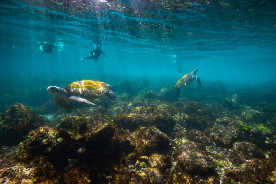 Gold Coast: Snorkeling with Turtles Half-Day Tour - What the $105 price really covers