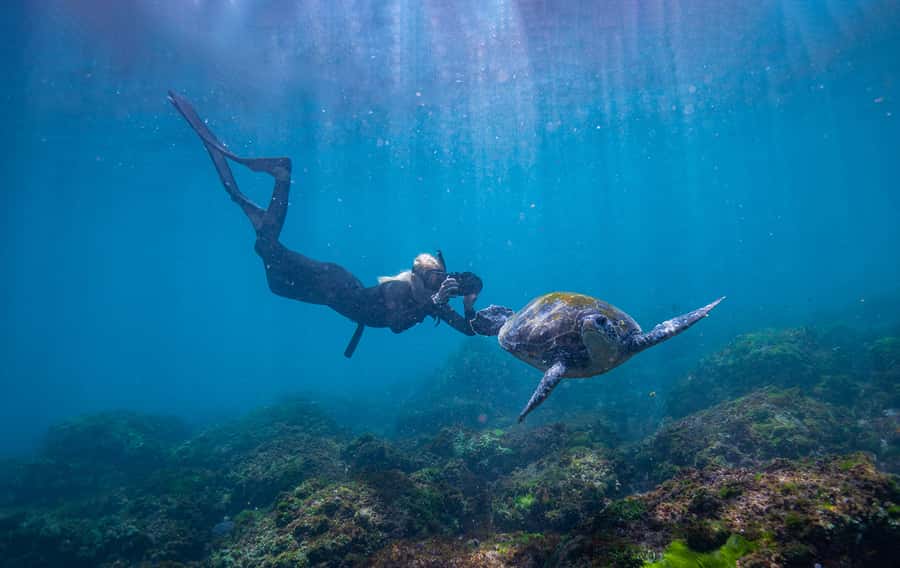 Gold Coast: Snorkeling with Turtles Half-Day Tour - Who should book this Cook Island trip?