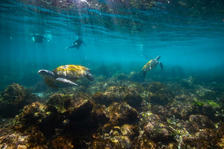 Gold Coast: Snorkeling with Turtles Half-Day Tour - The 20-minute ride along the Tweed River