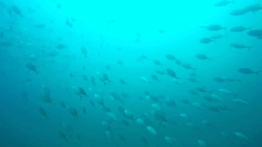 Gold Coast: Snorkelling in Wave Break Island - Feeding Fish in Shallow Water
