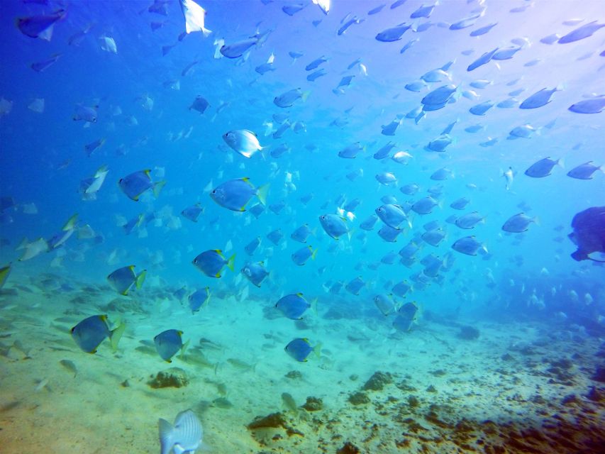 Gold Coast: Snorkelling in Wave Break Island - Water Temperature and Visibility