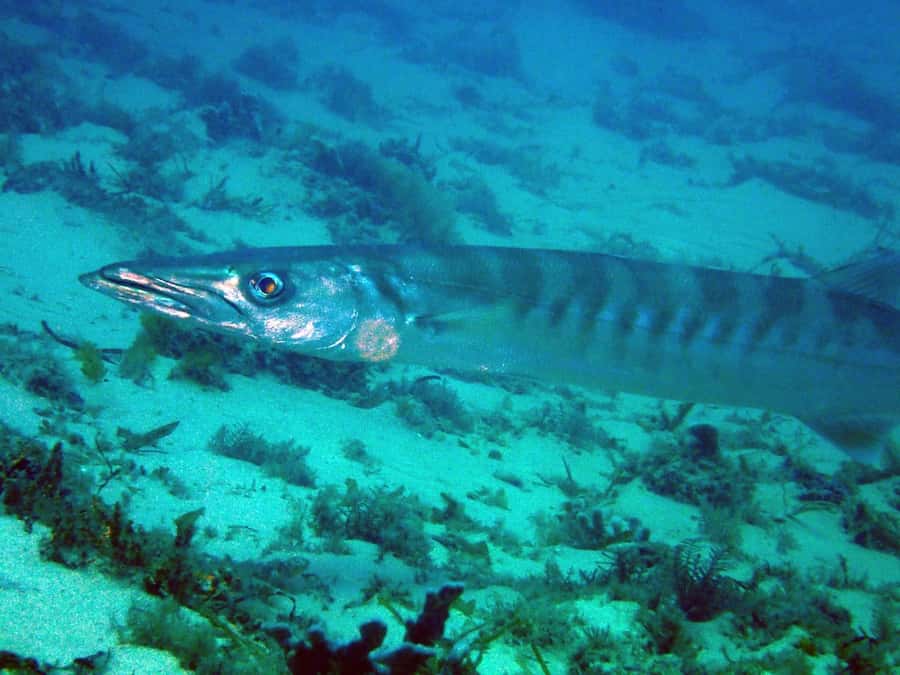 Gold Coast: Snorkelling in Wave Break Island - Who Will Enjoy This Most