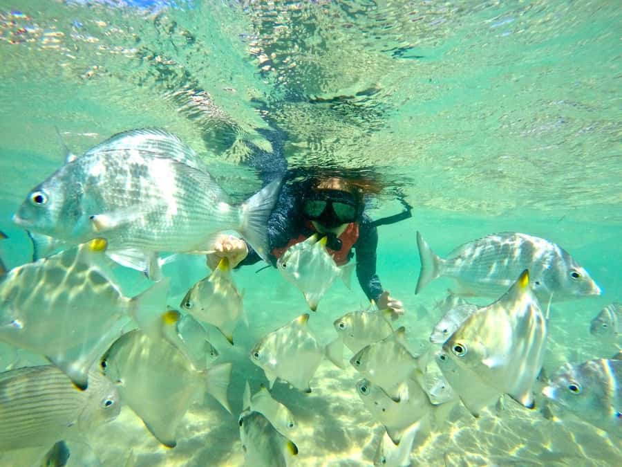 Gold Coast: Wave Break Island Kayaking & Snorkeling tour - Key points to know before you book