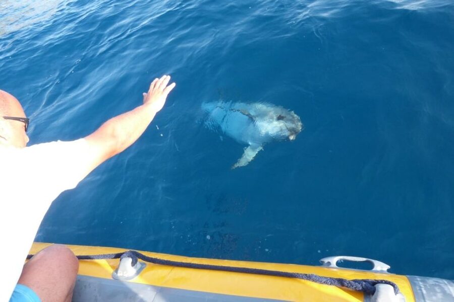 Golfo Aranci: Dolphin Watching and Snorkeling Boat Tour - What the $82 price really covers