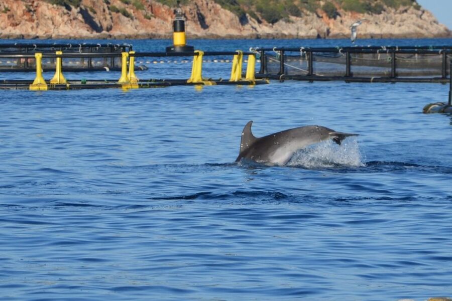 Golfo Aranci: Dolphin Watching and Snorkeling Boat Tour - Booking decision: is this the right Sardinia boat trip?