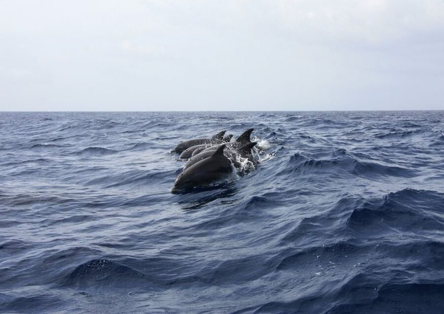Golfo Aranci: Tavolara and Molara Snorkeling Dinghy Tour - Molara’s natural pools and fish