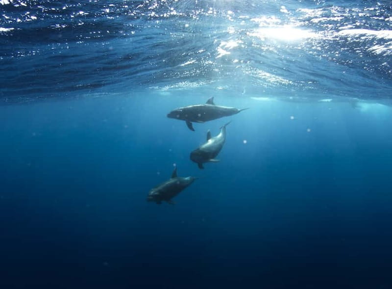 Golfo Aranci: Tavolara and Molara Snorkeling Dinghy Tour - Tavolara’s cliffs from the boat