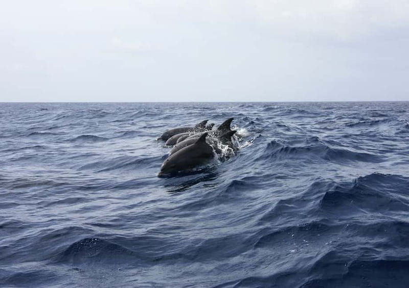 Golfo Aranci: Tavolara and Molara Snorkeling Dinghy Tour - The final pause at Punta Spalmatore