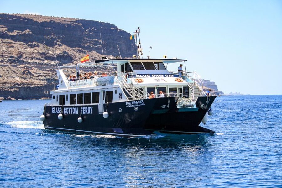 Gran Canaria: Catamaran Dolphin Watch Cruise with Snorkeling - Key things to know before sailing