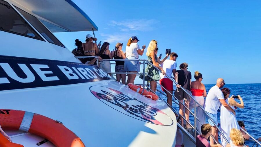 Gran Canaria: Catamaran Dolphin Watch Cruise with Snorkeling - Seasickness, sun, and what to bring