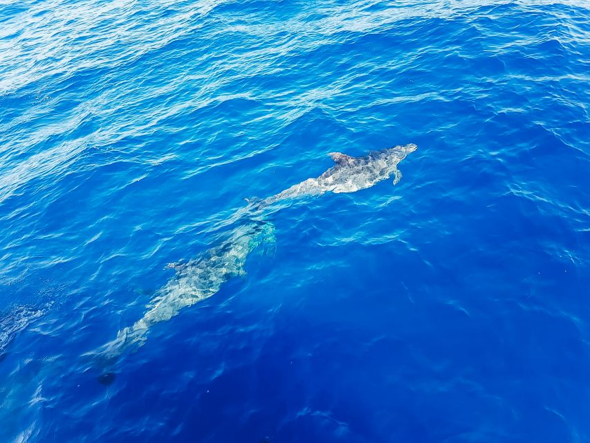 Gran Canaria: Catamaran Dolphin Watch Cruise with Snorkeling - Who should book this cruise?