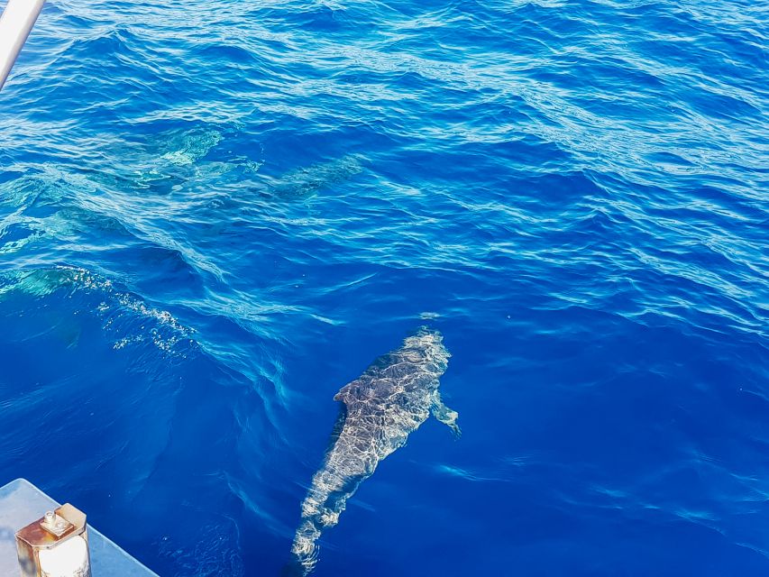 Gran Canaria: Catamaran Dolphin Watch Cruise with Snorkeling - FAQ
