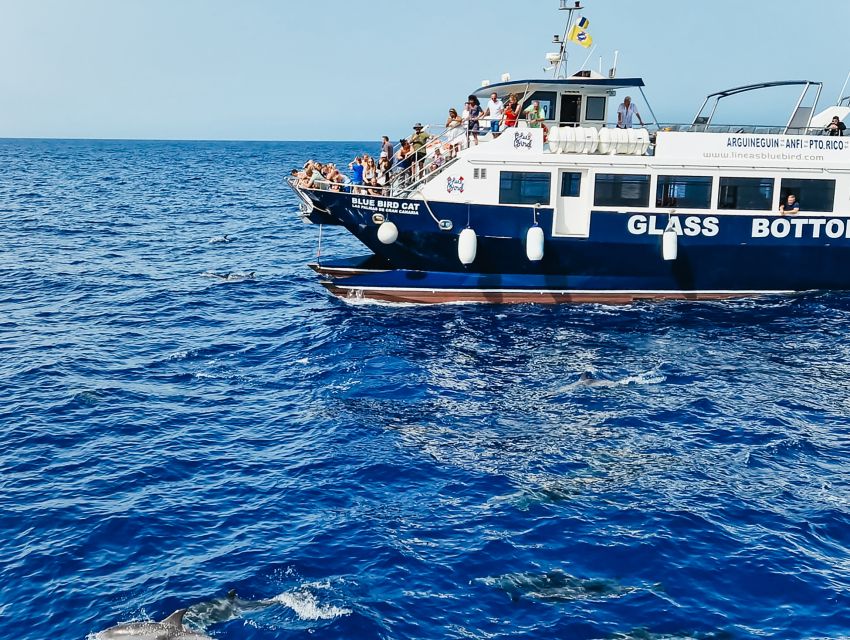 Gran Canaria: Catamaran Dolphin Watch Cruise with Snorkeling - Two hours looking for dolphins and whales