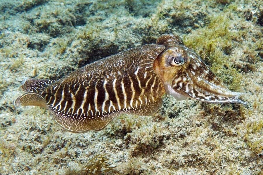 Gran Canaria: Snorkeling Trip - What the guide adds