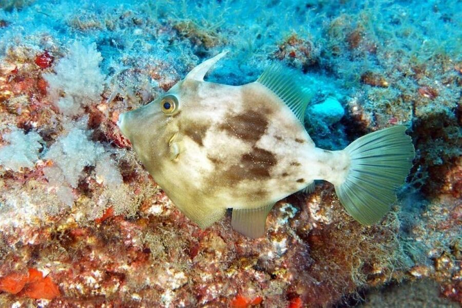 Gran Canaria: Snorkeling Trip - How the $53 price measures up