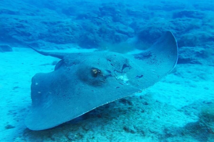 Gran Canaria: Snorkeling Trip - Should you book this Gran Canaria snorkeling trip?