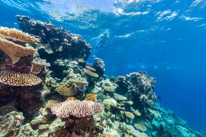 Great Barrier Reef Snorkeling and Diving Cruise from Cairns - Hastings Reef and the second chance to snorkel