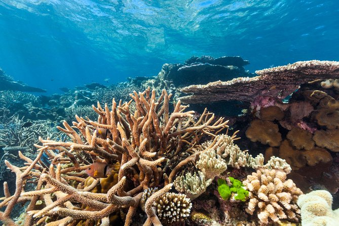 Great Barrier Reef Snorkeling and Diving Cruise from Cairns - The helicopter option from above the reef