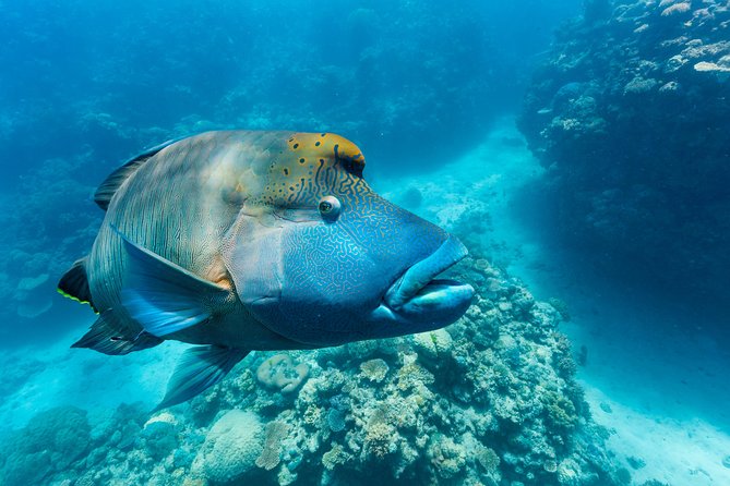 Great Barrier Reef Snorkeling and Diving Cruise from Cairns - Returning to Cairns with a snack and music