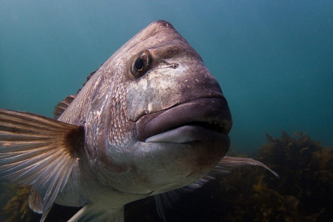 Guided Snorkel Experience, Advanced - Key things to know before booking