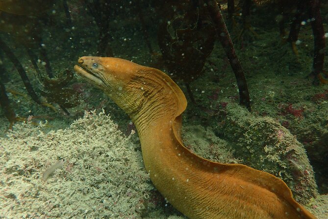 Guided Snorkel Experience, Advanced - Entering the Goat Island Marine Reserve